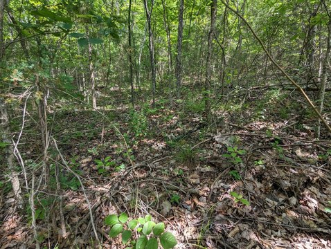 Land Parcel in Galena, MO