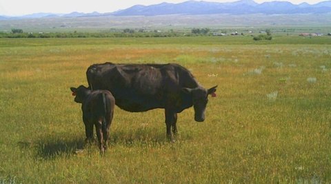 Expansive Agricultural Land in Westcliffe, CO