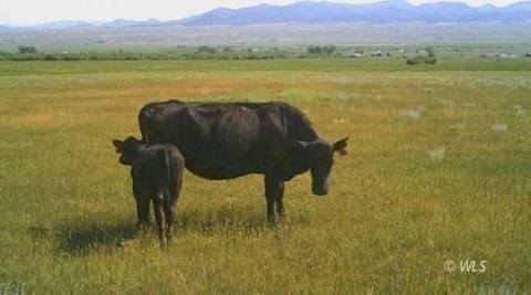 Expansive Agricultural Land in Westcliffe