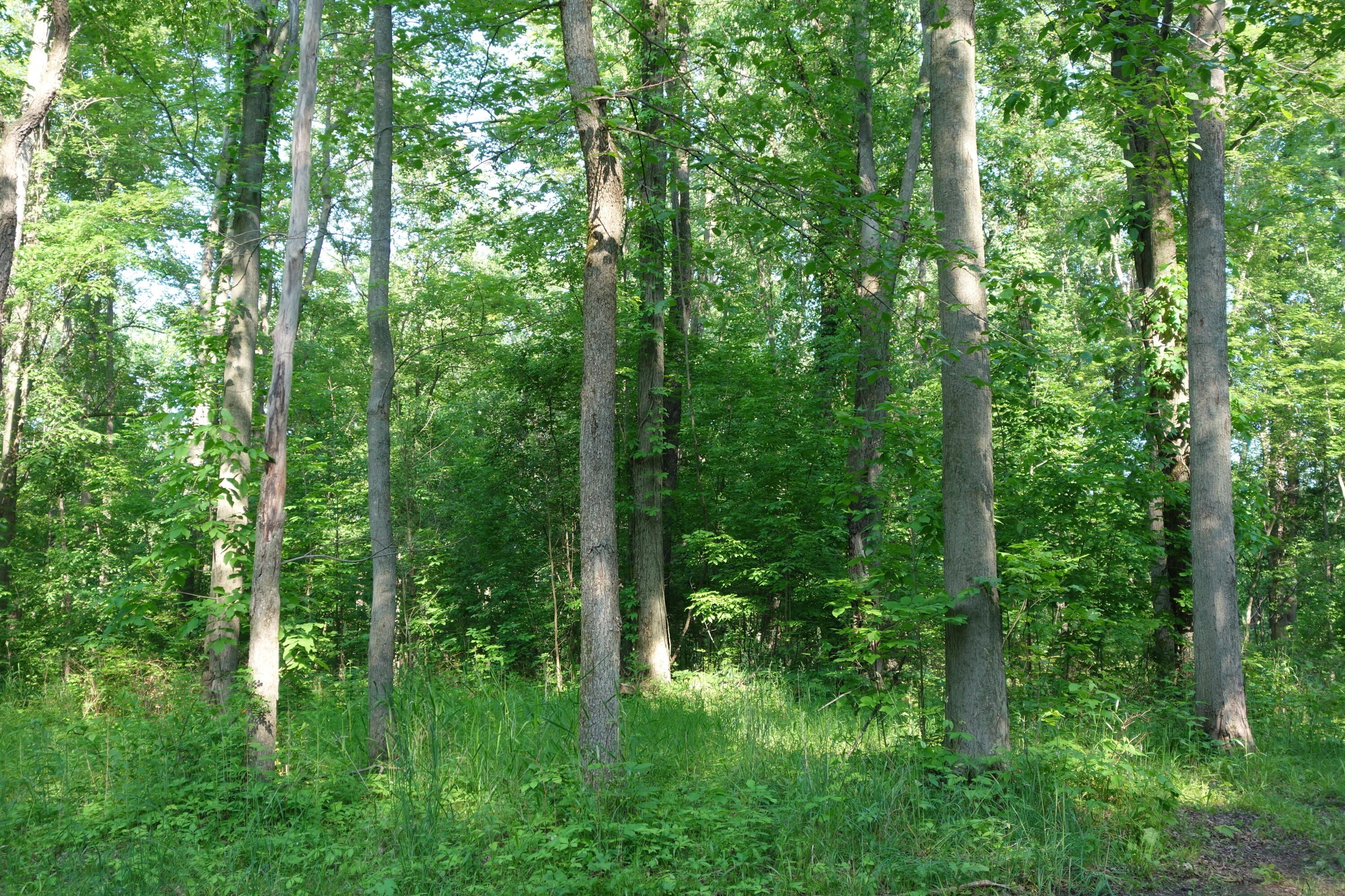 Scenic Land Parcel in Ypsilanti