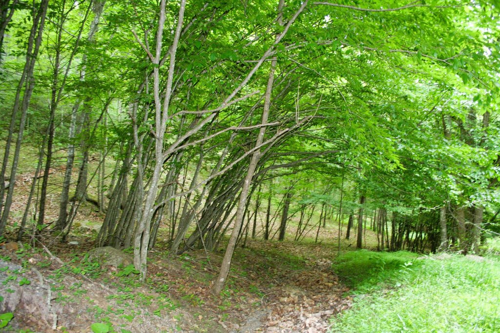 Picture 11