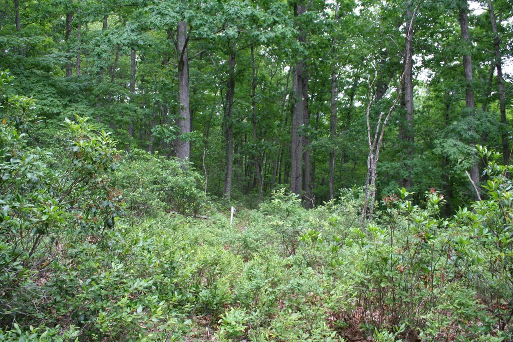 Picture 5