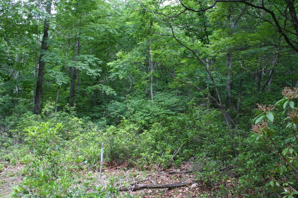 Picture 8