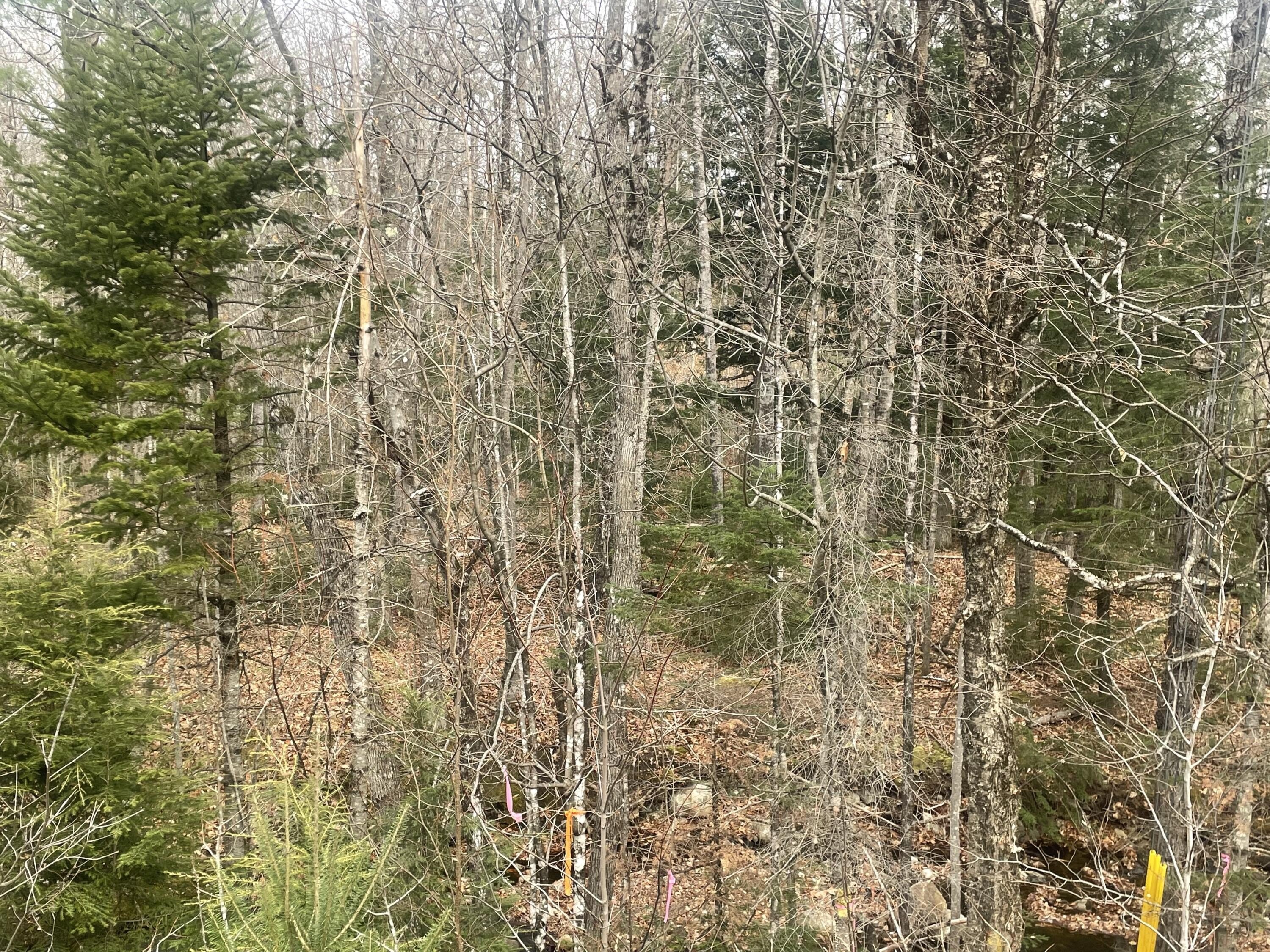 Roxbury, ME Wooded Land