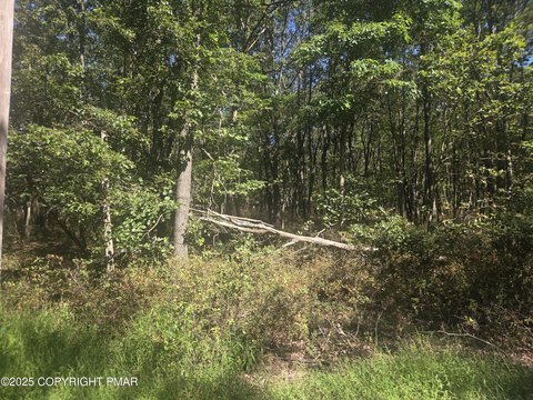 Wooded Lot in Mount Pocahontas