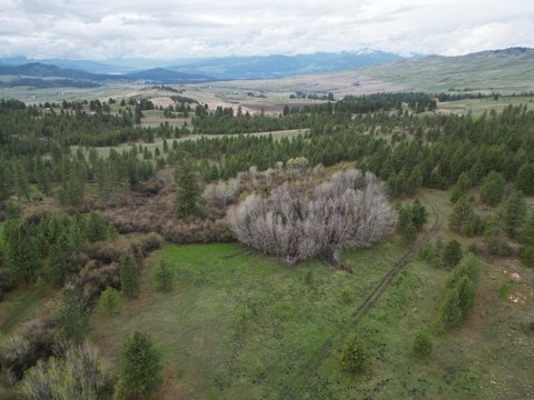 75 Acres Timbered Land Parcel
