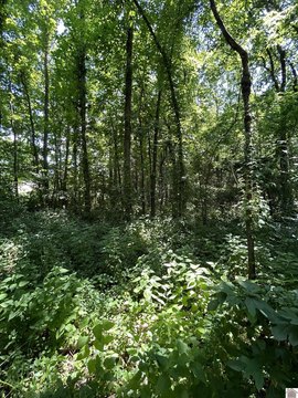 Recreational Land with Road Frontage