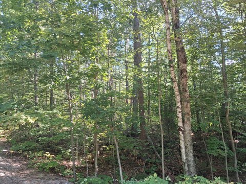 Land, Gaylord, MI
