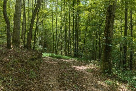 LAND - Ellijay, GA