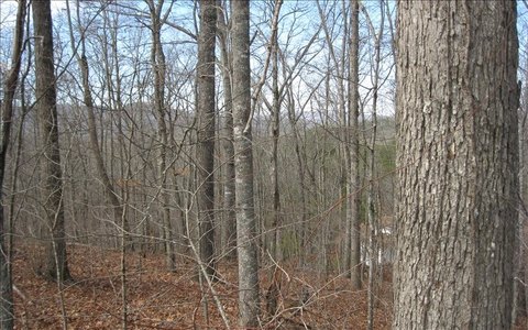 Wooded Residential Lot in Subdivision