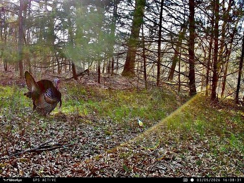 Hunting Land with River Frontage