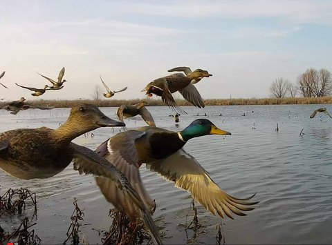 Stuttgart Farm and Hunting Land