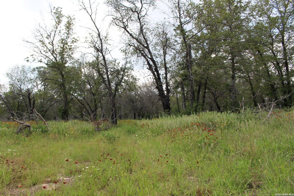 Picture 5