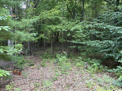 Wooded Lot Near Silver Lake