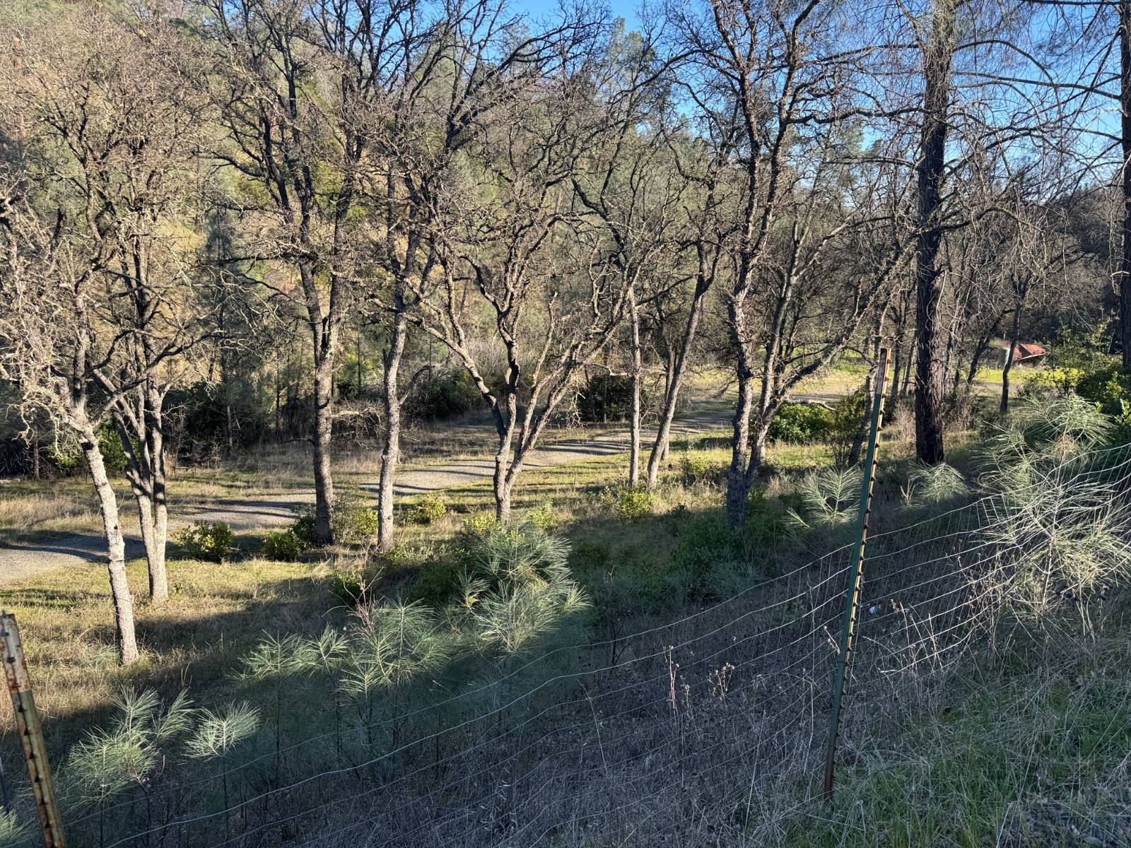 Land with Abundant Trees