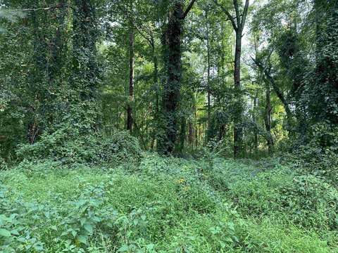 Land For Sale, Fuquay Varina