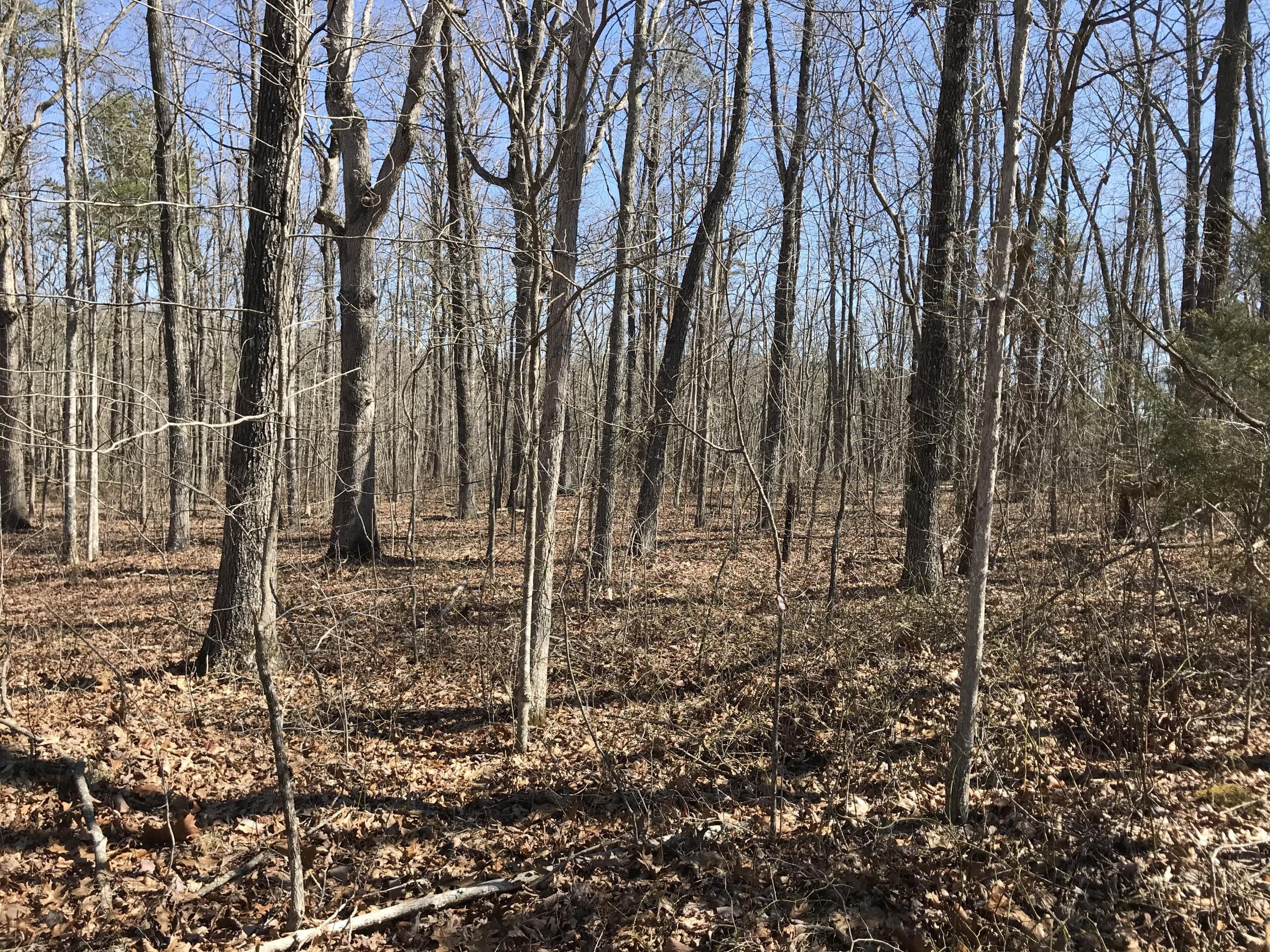 Dunlap, TN Wooded Acreage