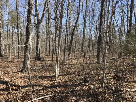 Dunlap, TN Wooded Acreage