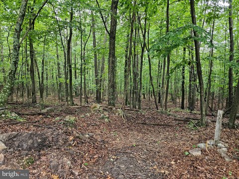 Wooded Land in Hedgesville, WV