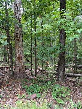 LAND - Sparta, GA