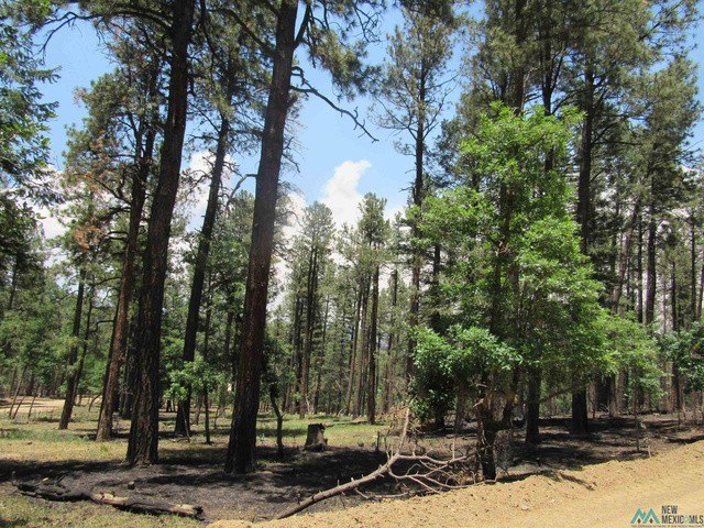 Picture 13