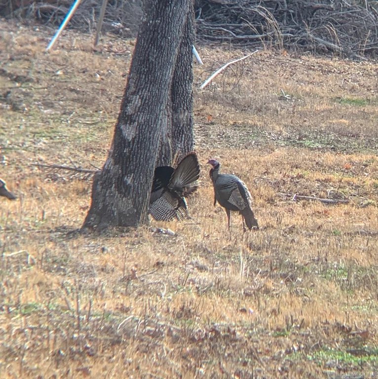 Picture 46