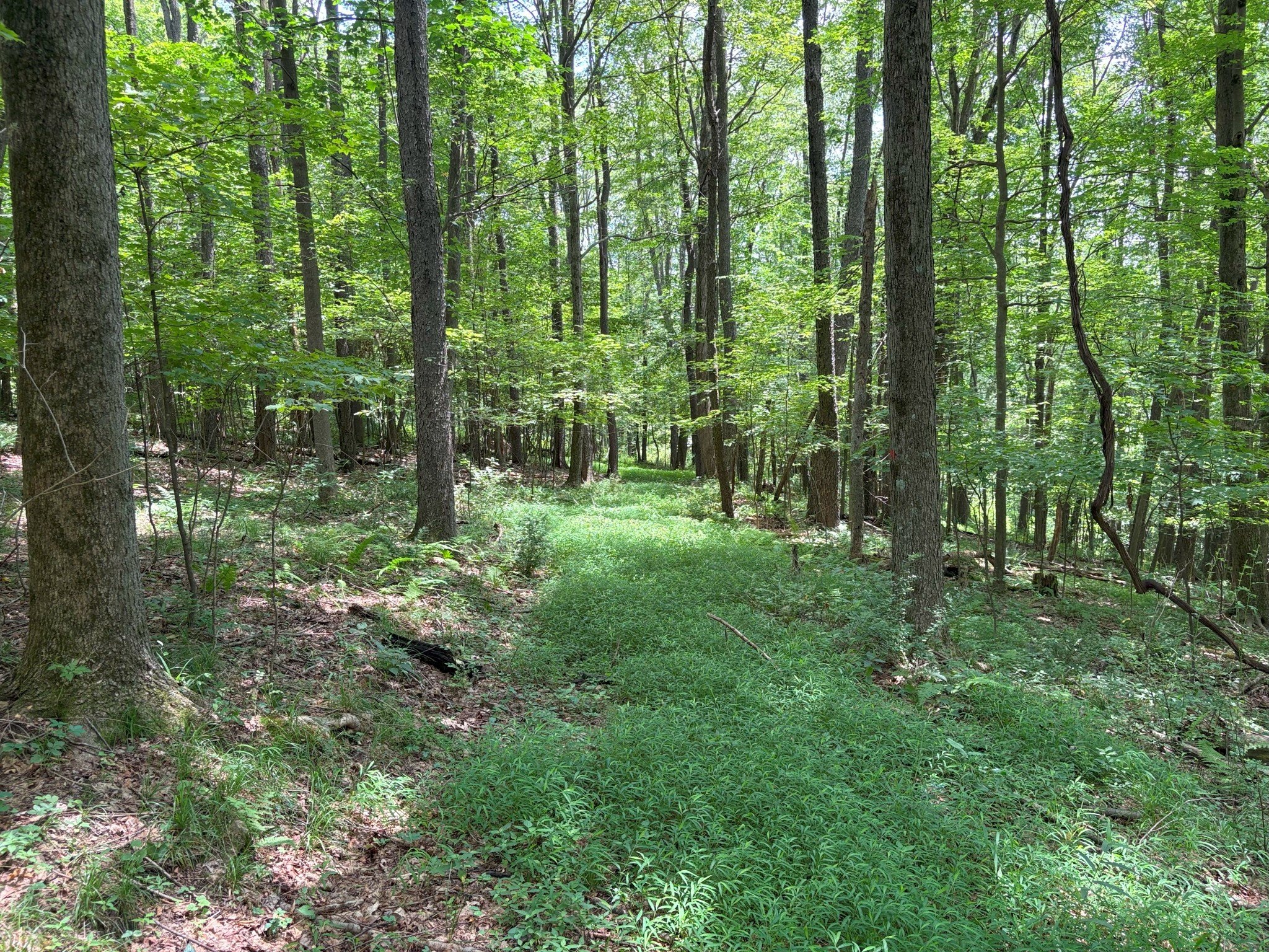 Wooded Land Parcel For Sale