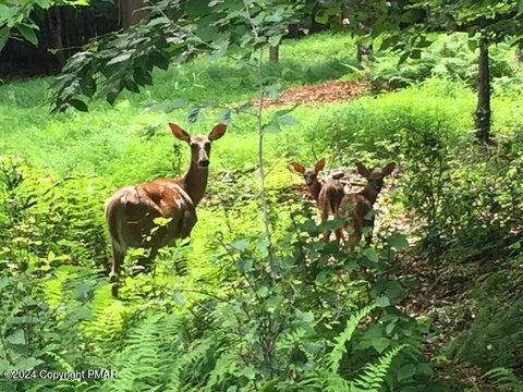 Wooded Lot Near Amenities