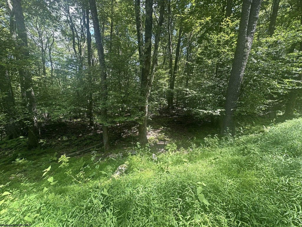 Picture 5