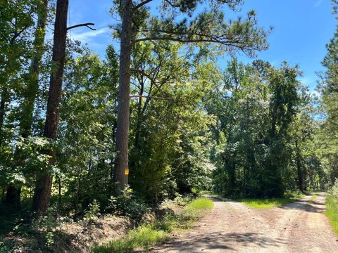 Recreational Hunting Land with Timber