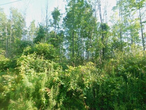 Land, Waverly, NY