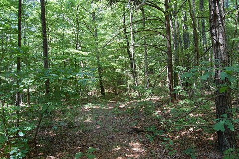 Wooded Land in Dunlap, TN