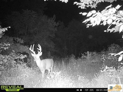 Wooded Hunting Land With Cabin