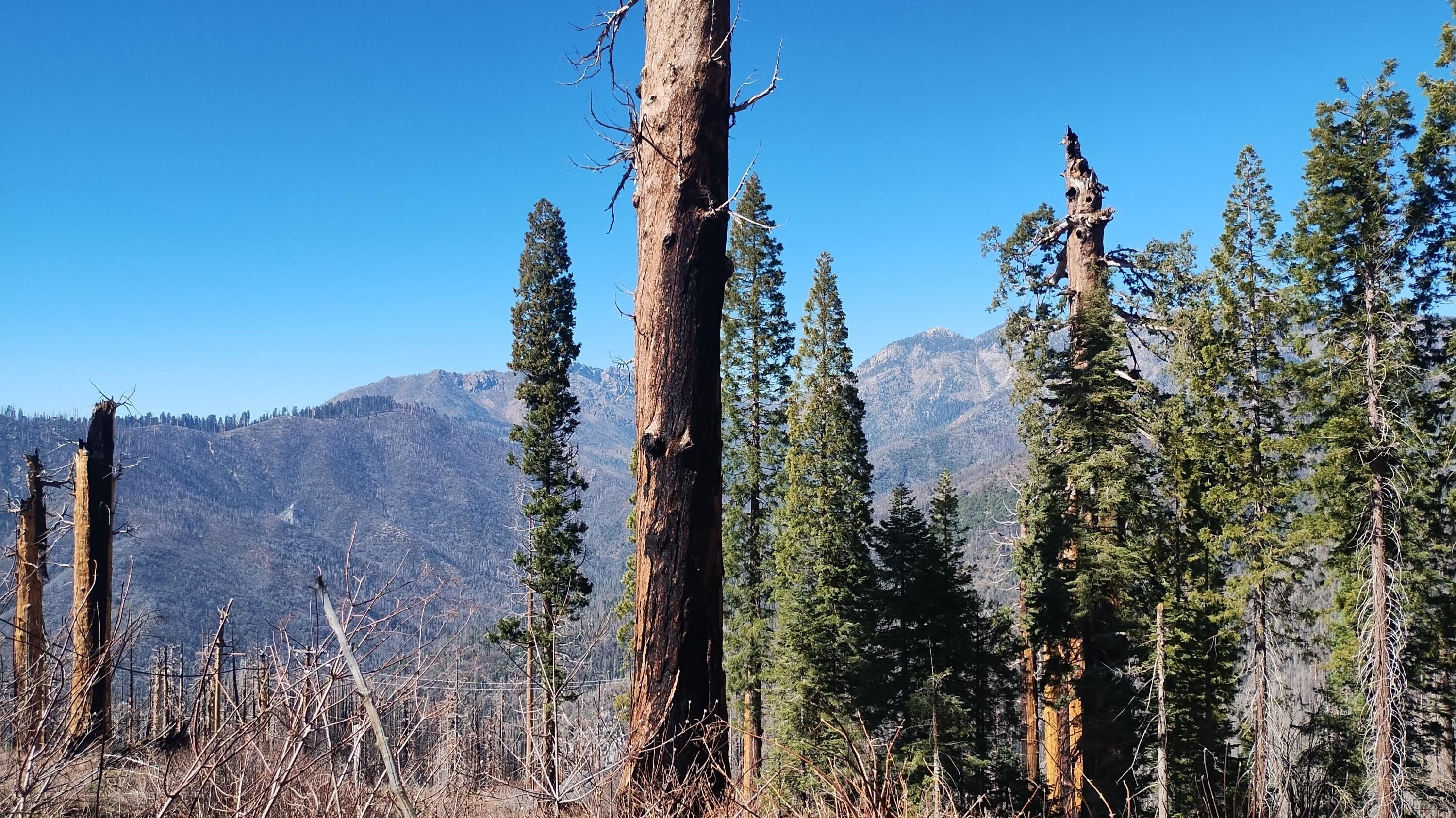 Sequoia Crest Vacant Land
