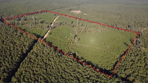 Recreational Timberland and Deer Hunt Tract