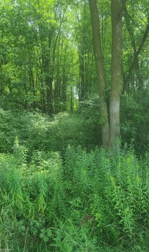 VACANT LAND, Emmett, MI