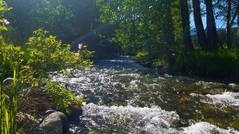 40 Acres of Pristine Land