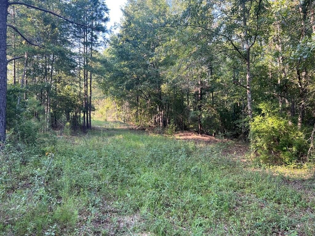 Secluded Land with Wallace Creek