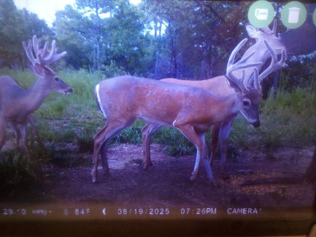 Picture 11