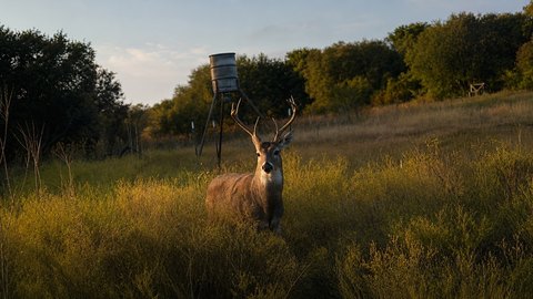 Hunting & Ranch Land with Tanks