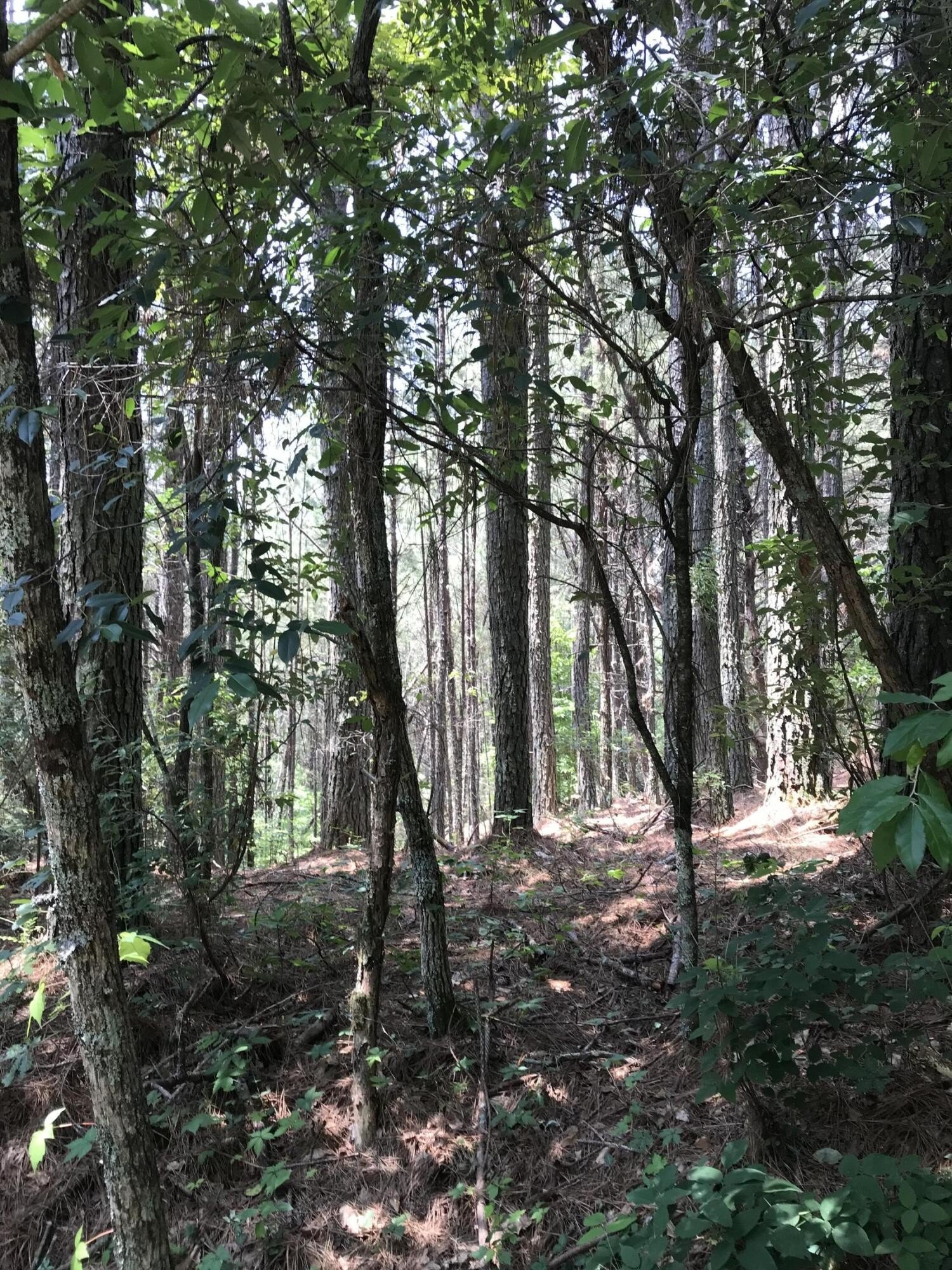 Residential Land in Ducktown, TN