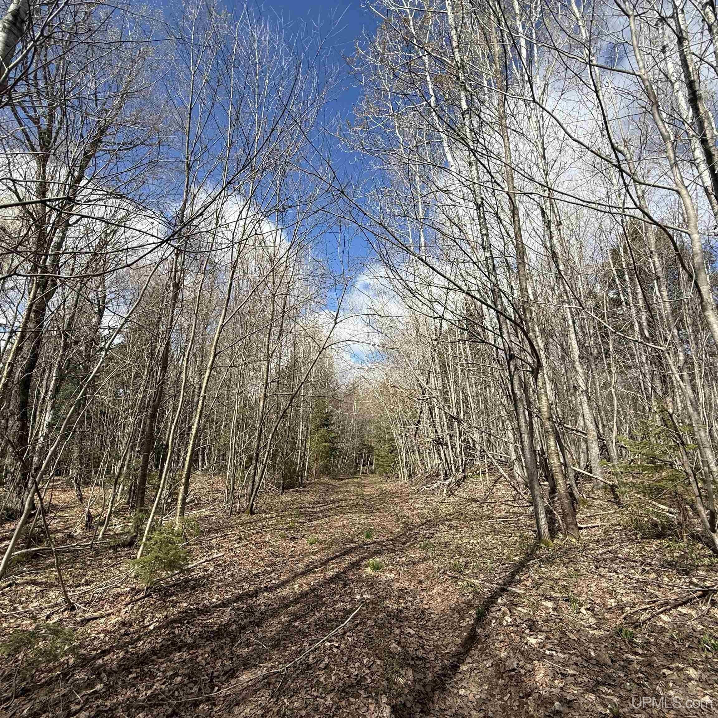 Secluded 40-Acre Northwoods Parcel