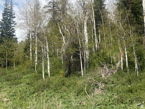 Picture 11