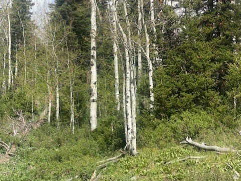 Picture 8