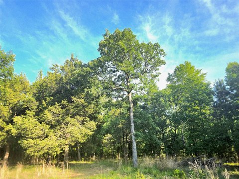 Wooded Hunting Land Parcel