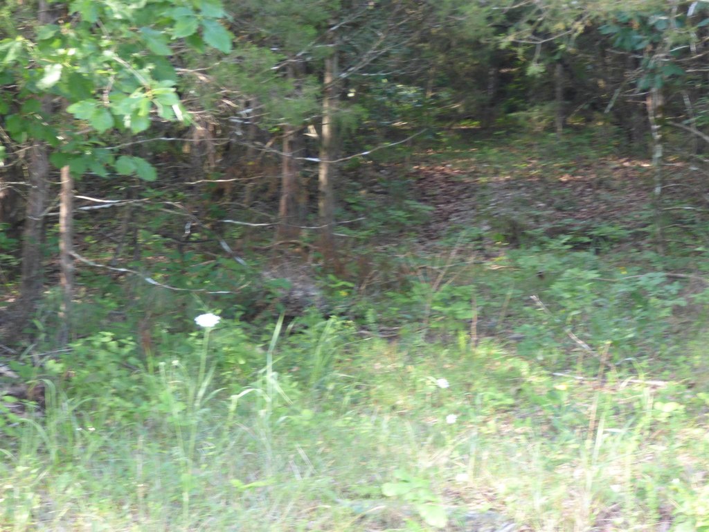Picture 5