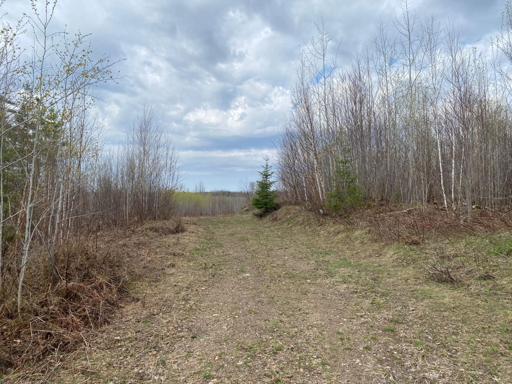 120 Acres in Price County