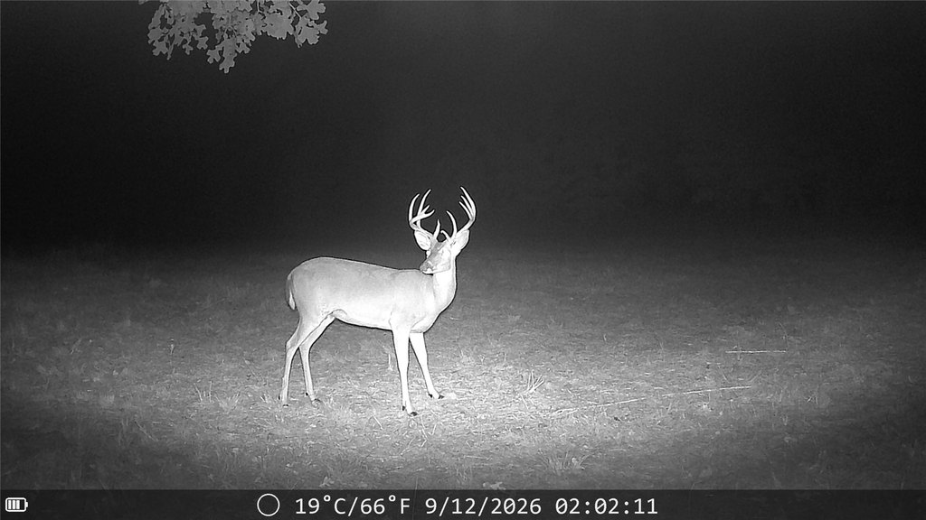 Picture 5