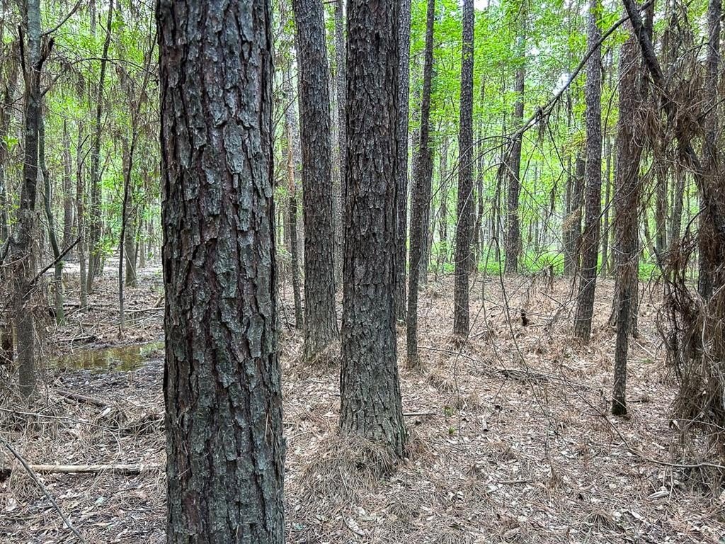 Forested Land Near Naskila Casino