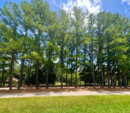 Wooded Homesite in Water's Edge Ranch